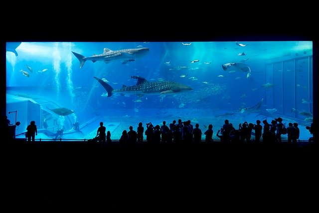 Dolphin Lobby Shop - Miami Seaquarium