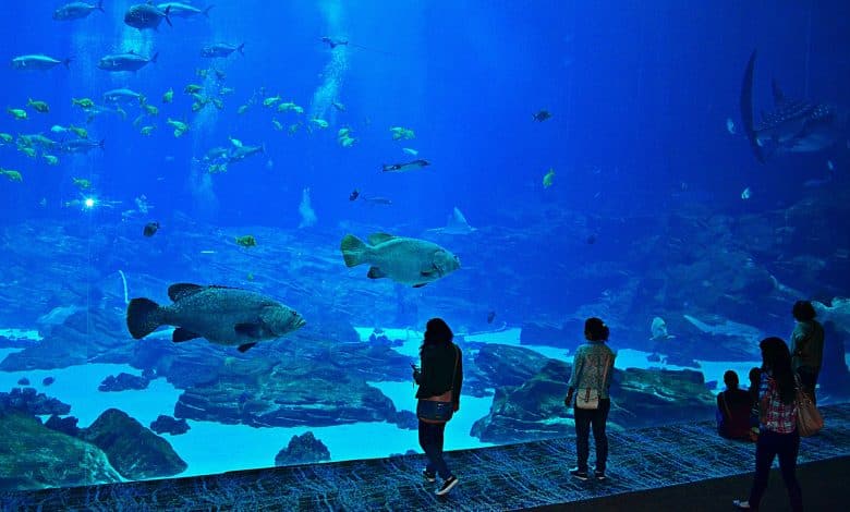 Atlanta Georgia Aquarium Opening Time And Tickets Price