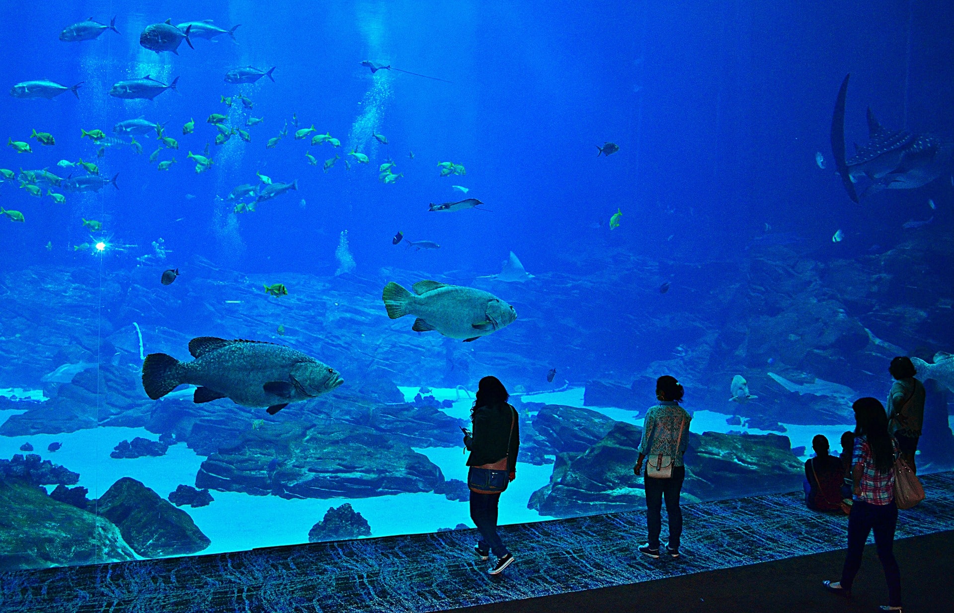 Atlanta Georgia Aquarium Opening Time And Tickets Price - Atlanta Georgia Aquarium Opening Time AnD Tickets Price