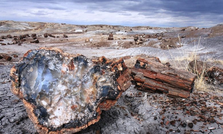 Petrified Forest National Park In Arizona Weather & Camping